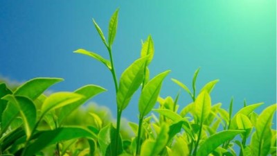 工業(yè)除濕機(jī)在茶葉制作工序中的應(yīng)用